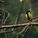 Great Tit by kph129