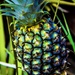 Surprise Pineapple by corymbia