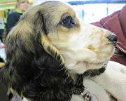26th Jan 2013 - Star, just 3 months old, is a 'new' hearing dog in training.
