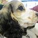 Star, just 3 months old, is a 'new' hearing dog in training. by quietpurplehaze