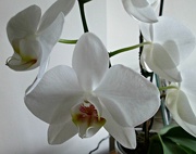 26th Jan 2013 - orchid