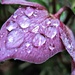 purple hellebore with raindrops by quietpurplehaze