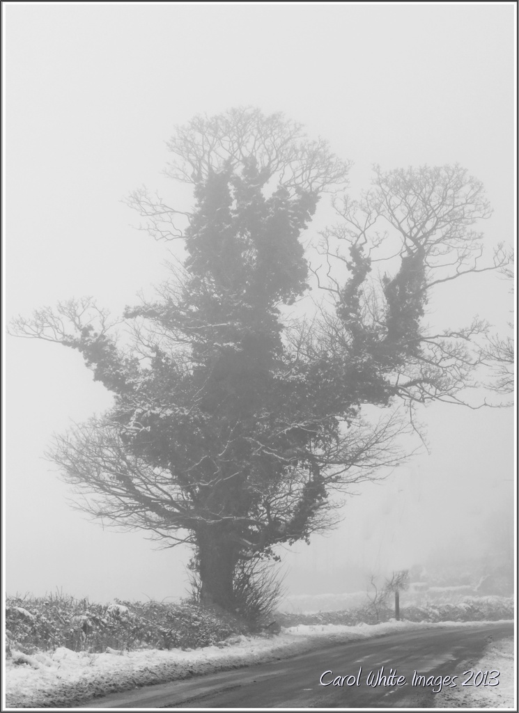 Lone Tree On A Foggy Morning by carolmw