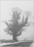 26th Jan 2013 - Lone Tree On A Foggy Morning