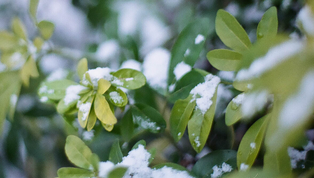 Snowy leaves by manek43509
