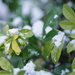 Snowy leaves by manek43509