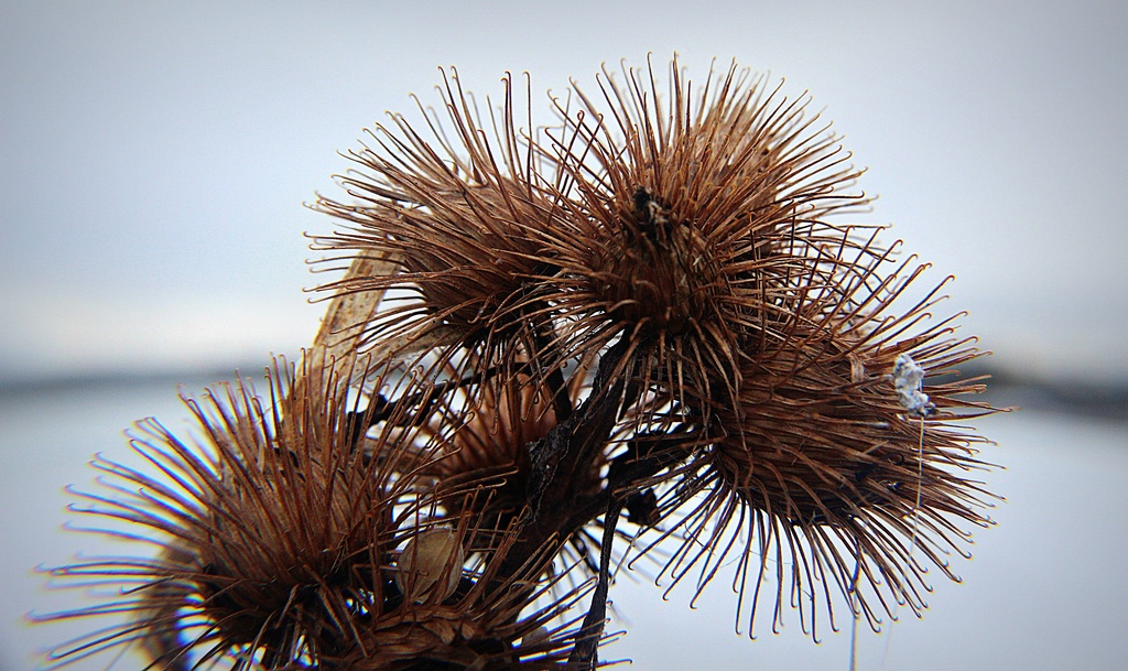 Burrs. by happypat