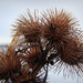Burrs. by happypat