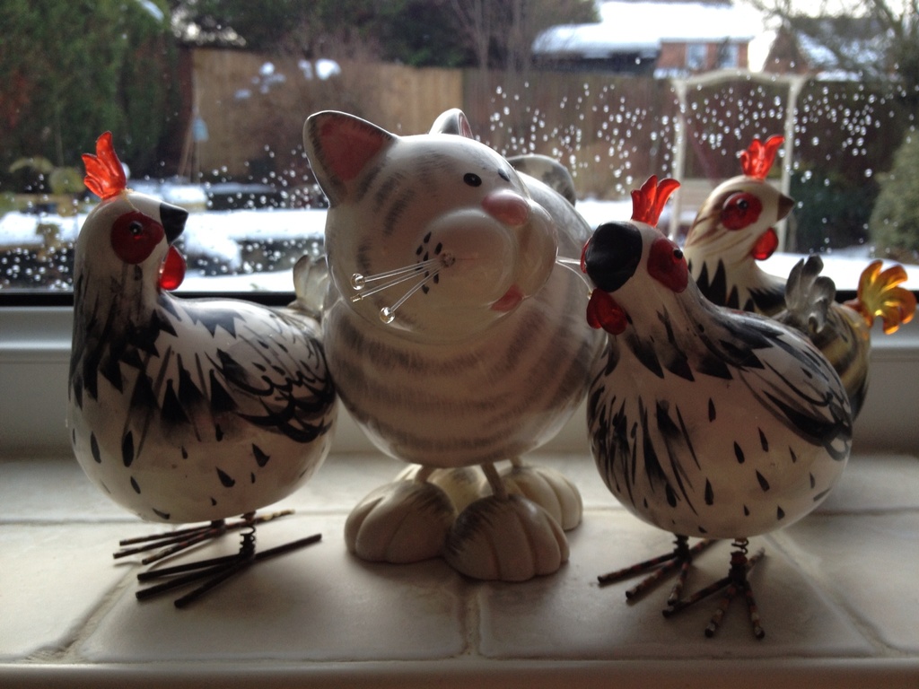 Cat amongst some funny looking pigeons!? by craftymeg