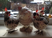 26th Jan 2013 - Cat amongst some funny looking pigeons!?