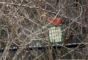 26th Jan 2013 - Sitting Cardinal