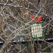 Sitting Cardinal by gardencat