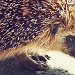 Hedgehog cutie! by lily