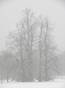 22nd Jan 2013 - Trees in the Mist