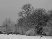 21st Jan 2013 - Tooting Common