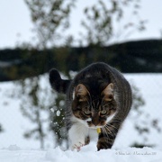 26th Jan 2013 - The cat in the snow