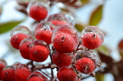 26th Jan 2013 - Frozen Nandina Berries