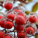 Frozen Nandina Berries by kathyladley