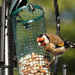 RSPB big garden bird watch - goldfinch by jantan