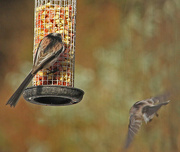 26th Jan 2013 - RSPB big garden bird watch - long tailed tit and photobomber