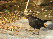 27th Jan 2013 - RSPB big garden bird watch - blackbird