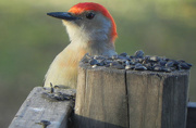 26th Jan 2013 - Red Bellied Woodpecker Loves Sunflower Seeds 
