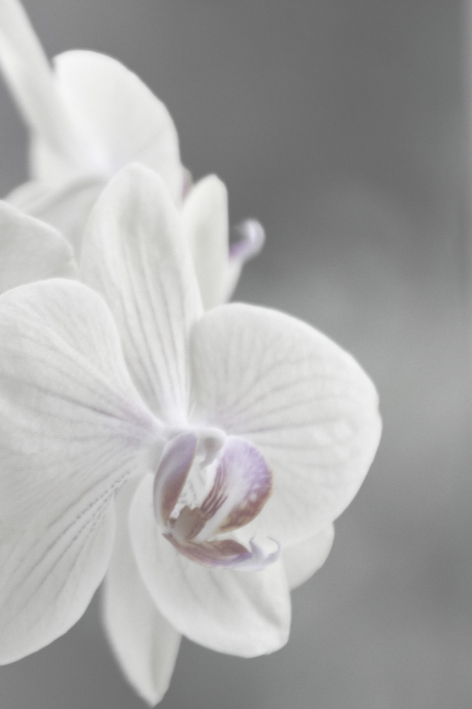 Orchid by nicolaeastwood