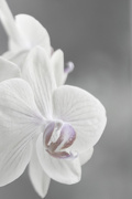 25th Jan 2013 - Orchid
