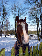 25th Jan 2013 - Winter horse says 'hello'