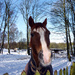 Winter horse says 'hello' by phil_howcroft