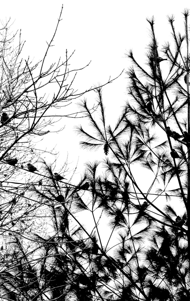 Sparrows by corktownmum
