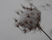 25th Jan 2013 - Queen Anne's Lace