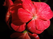 27th Jan 2013 - Geranium