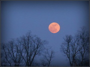 26th Jan 2013 - Blushing Moon