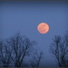 Blushing Moon by cindymc