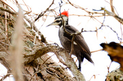 26th Jan 2013 - The Mother Of Woodpeckers