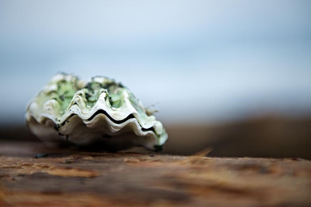 Oyster Shell by kwind