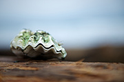 26th Jan 2013 - Oyster Shell