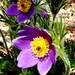 Pasque Flowers by denisedaly