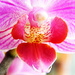 Little orchid by nicoleterheide