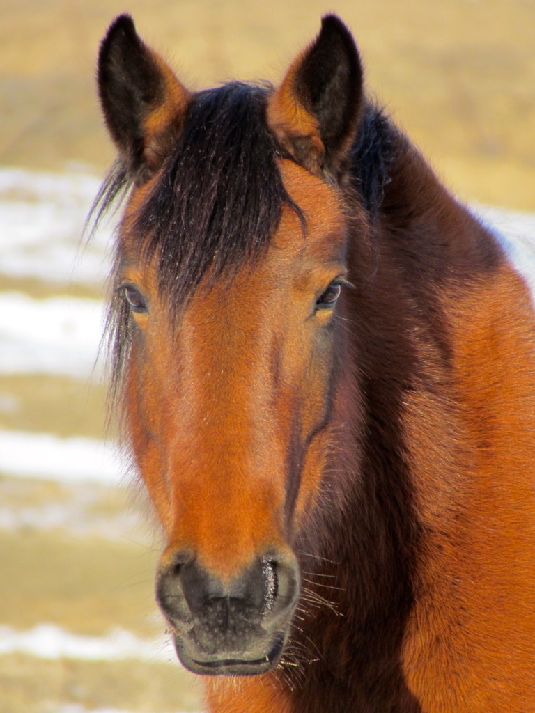 Brown Horse by juletee