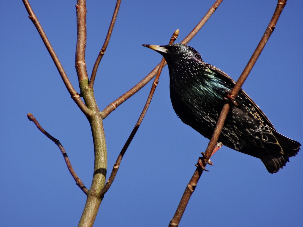 Garden Birdwatch Starling - 27-1 by barrowlane