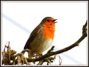 27th Jan 2013 - I'm sorry but it's another robin