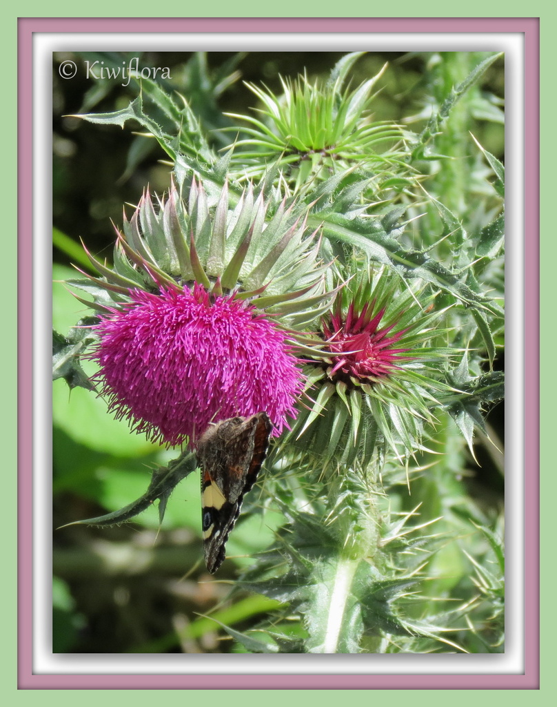 Butterfly on a Thistle Flower by kiwiflora