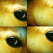 Foxy's Eye by darylo