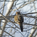 Dove in the tree by gardencat