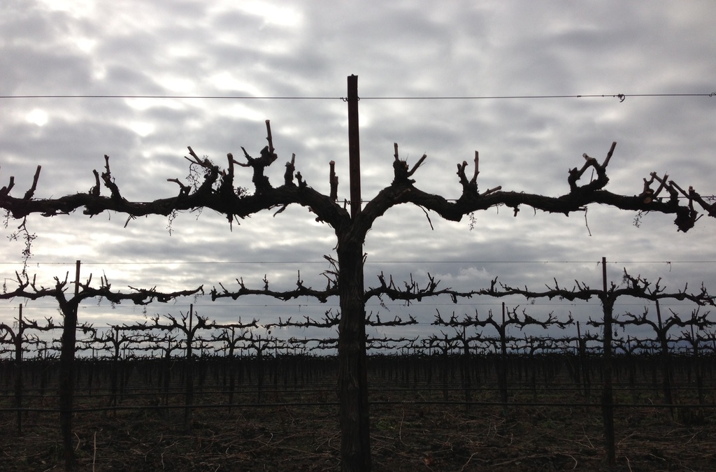 Grape Vines Against the January Sky by handmade
