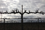 25th Jan 2013 - Grape Vines Against the January Sky