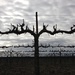 Grape Vines Against the January Sky by handmade