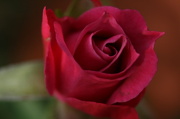 9th Feb 2013 - A Rose By Any Other Name